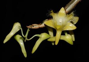 Dendrobium terengganuensis