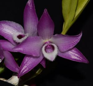 Dendrobium parishii