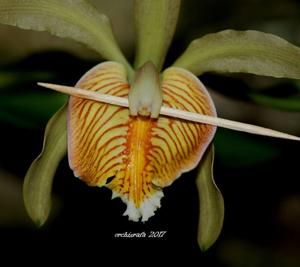 Cattleya forbesii