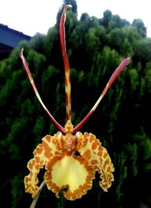 Psychopsis papilio