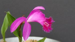 Pleione chunii