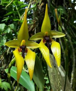 Bulbophyllum amplebracteatum subsp. carunculatum