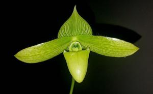 Paphiopedilum sukhakulii