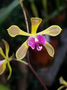 Encyclia howardii