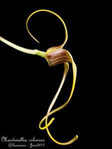 Masdevallia colossus