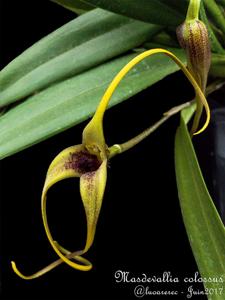 Masdevallia colossus