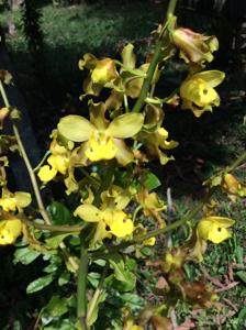 Cyrtopodium andersonii
