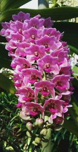 Rhynchostylis gigantea