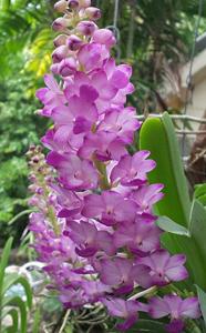 Rhynchostylis coelestis