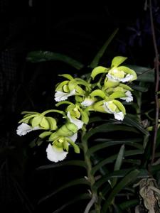 Vanda vietnamica