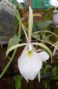 Brassavola tuberculata