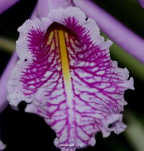 Cattleya maxima