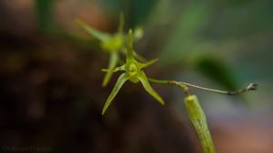 Anathallis dryadum