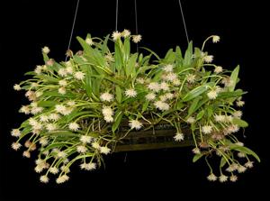 Bulbophyllum odoratissimum