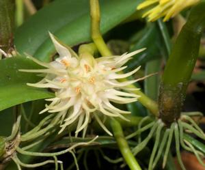 Bulbophyllum odoratissimum