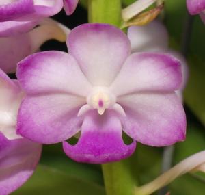 Rhynchostylis coelestis