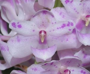 Rhynchostylis retusa