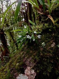 Ceratostylis pristina