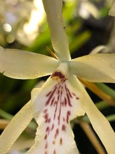 Miltonia flavescens