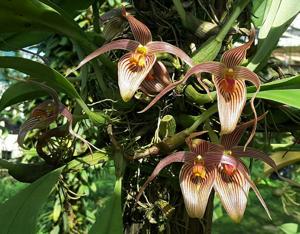 Bulbophyllum membranifolium subsp. inunctum