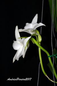 Angraecum magdalenae