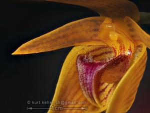 Bulbophyllum smitinandii