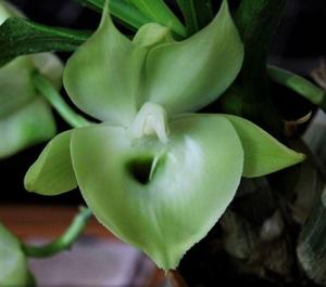 Catasetum pileatum var. album