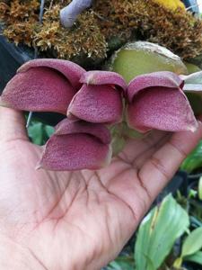 Bulbophyllum orthosepalum