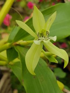 Coelogyne parishii