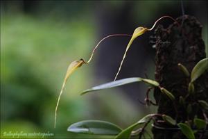 Bulbophyllum contortisepalum