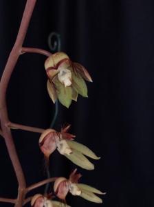 Catasetum discolor