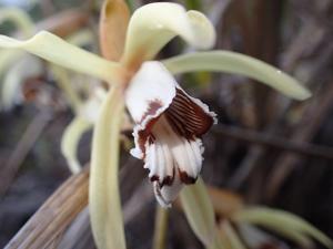 Coelogyne pulverula