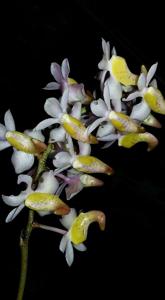 Aerides odorata