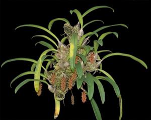 Bulbophyllum tricorne