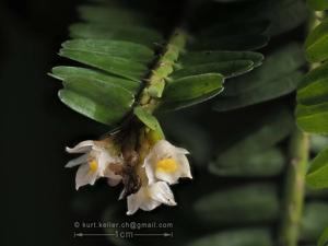 Agrostophyllum stipulatum