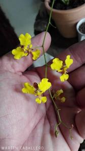 Gomesa macropetala