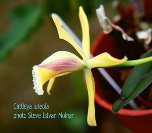 Cattleya luteola