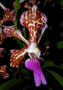 Vanda tricolor