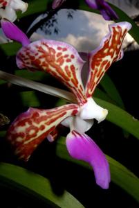 Vanda tricolor