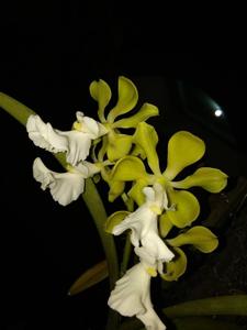 Encyclia cordigera