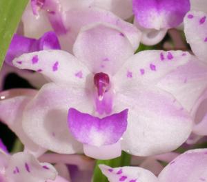 Rhynchostylis retusa