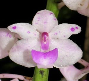 Rhynchostylis retusa