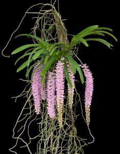 Rhynchostylis retusa