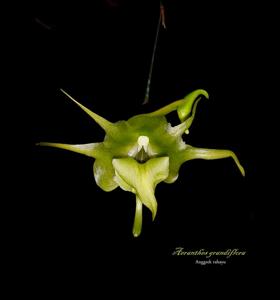 Aeranthes grandiflora