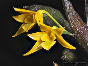 Dendrobium trigonopus