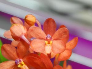 Vanda curvifolia