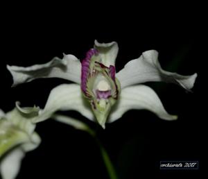 Dendrobium rhodostictum