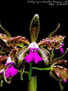 Cattleya tigrina