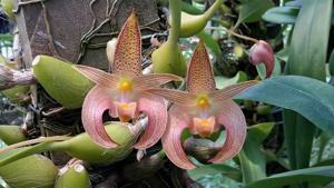 Bulbophyllum lobbii