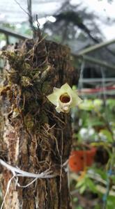 Dendrobium hekouense